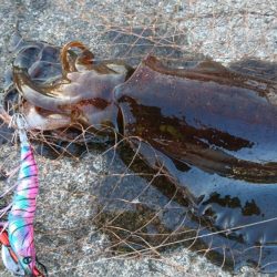 キロアオリイカ３杯